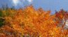 Herbst